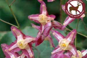 Epimedium 'rubrum' 